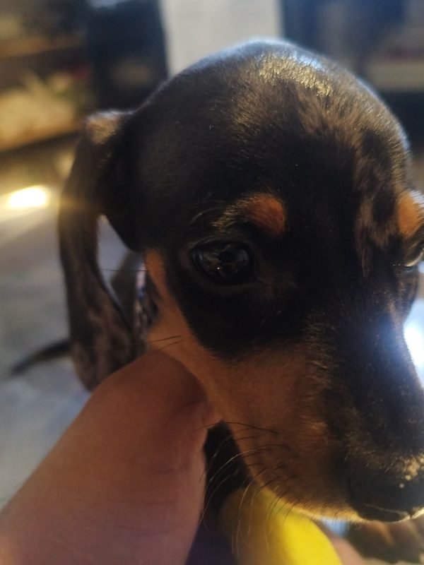 PERRITO MANOLITO