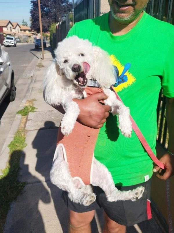 perrita esterilizada